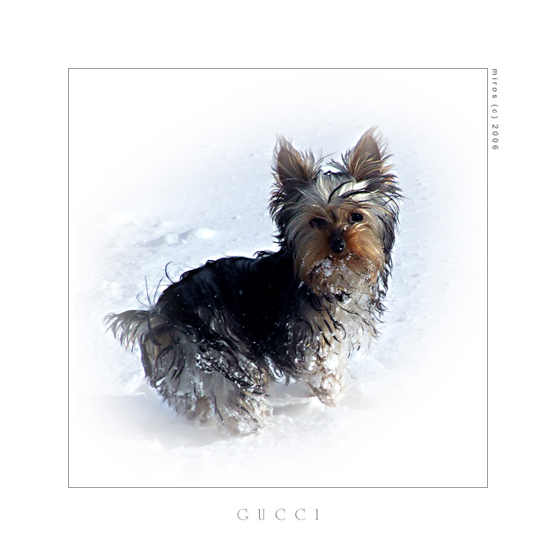 Gucci